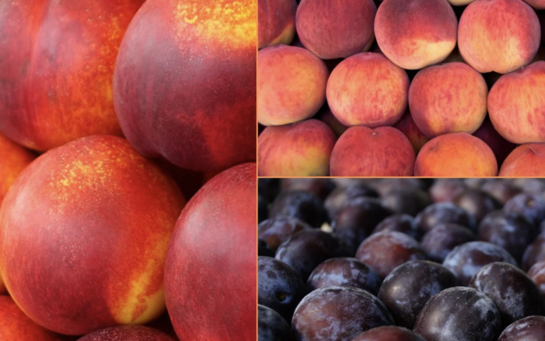 Nueva estimación del Comité de Carozos de Frutas de Chile: Se espera un crecimiento del 3% en el volumen de las ciruelas japonesas y una caída de las ciruelas europeas en un 34% esta temporada
